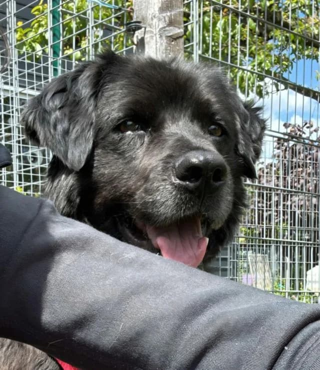 Acdc, male puppy Mixed Breed for adoption at Remember Me France