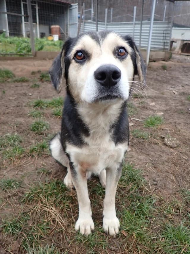 Ulysse, male 4yo Mixed Breed for adoption at Remember Me France