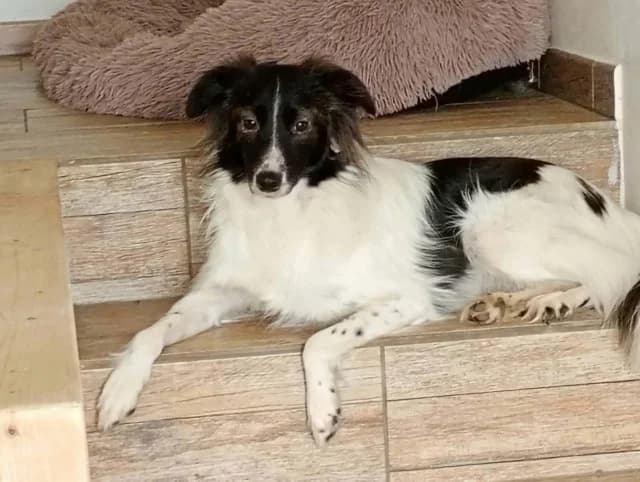 Origami, Mixed Breed (Remember Me France)