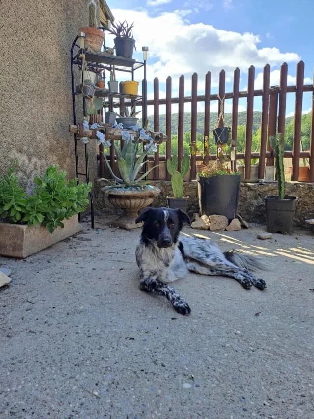 Quebec, male young Mixed Breed for adoption at Remember Me France