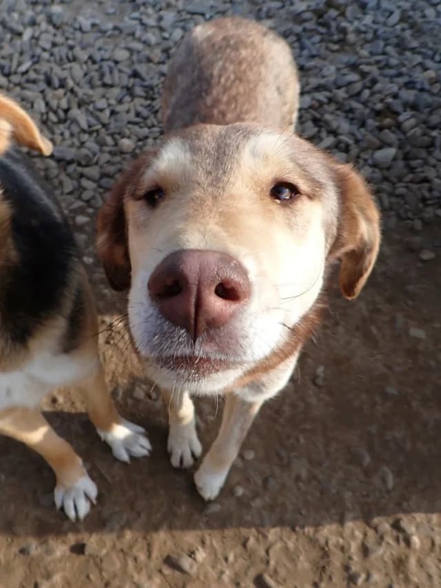 Meadows, Mixed Breed (Remember Me France)