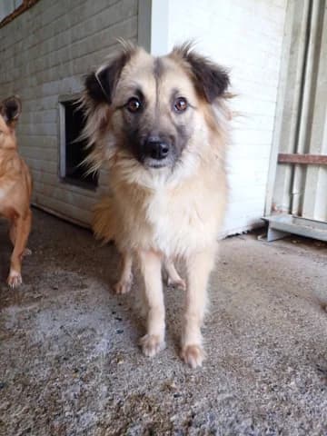 Amanda, Mixed Breed (Remember Me France)