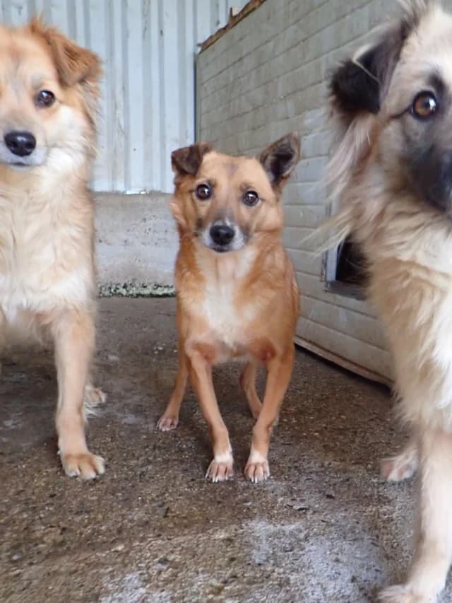 Geisha, female young Mixed Breed for adoption at Remember Me France