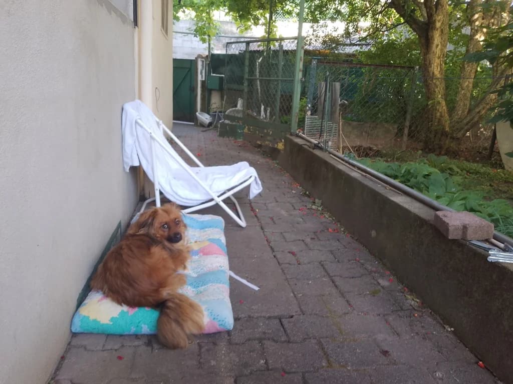 Starsky, male 3yo Mixed Breed for adoption at Remember Me France