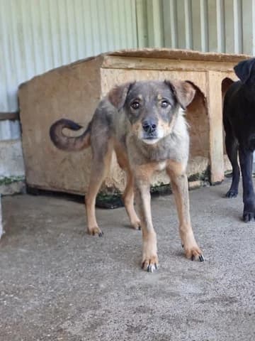 Framboise, female young Mixed Breed for adoption at Remember Me France