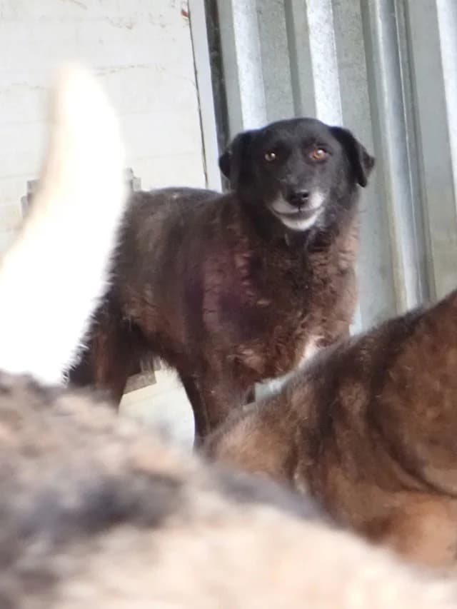 Ariel, female young Mixed Breed for adoption at Remember Me France
