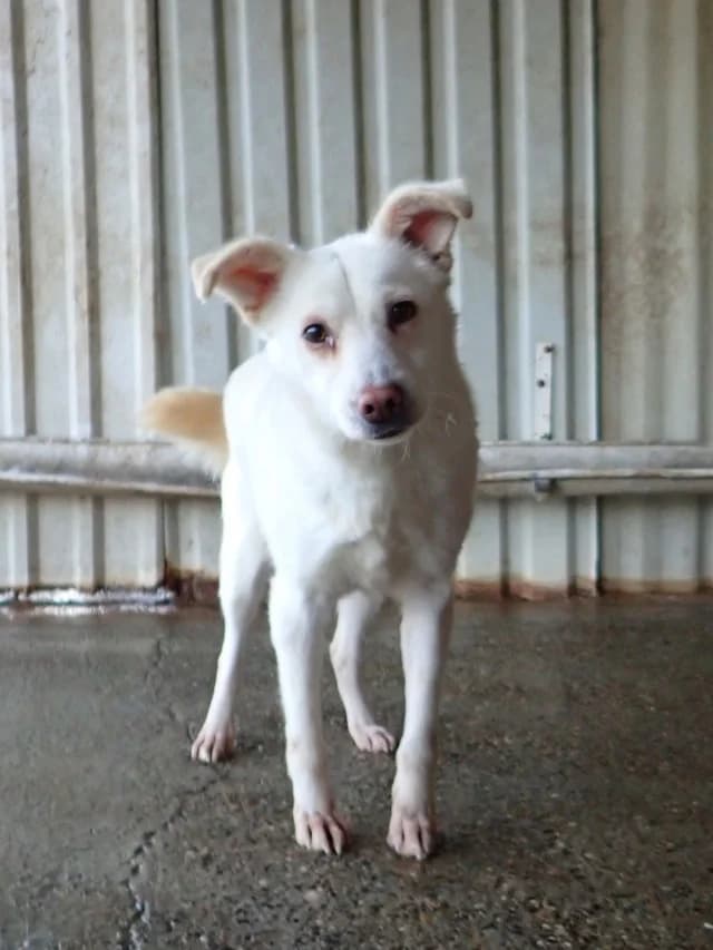 Fleur, female young Mixed Breed for adoption at Remember Me France