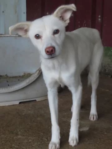 Fleur, female young Mixed Breed for adoption at Remember Me France