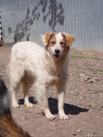 Loyd, male young Mixed Breed for adoption at Remember Me France