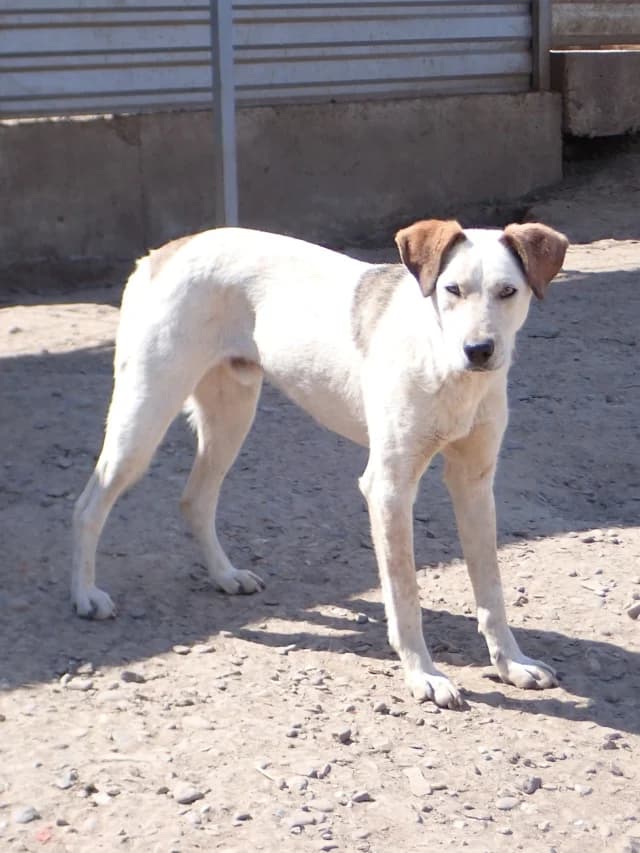 Athos, male young Mixed Breed for adoption at Remember Me France