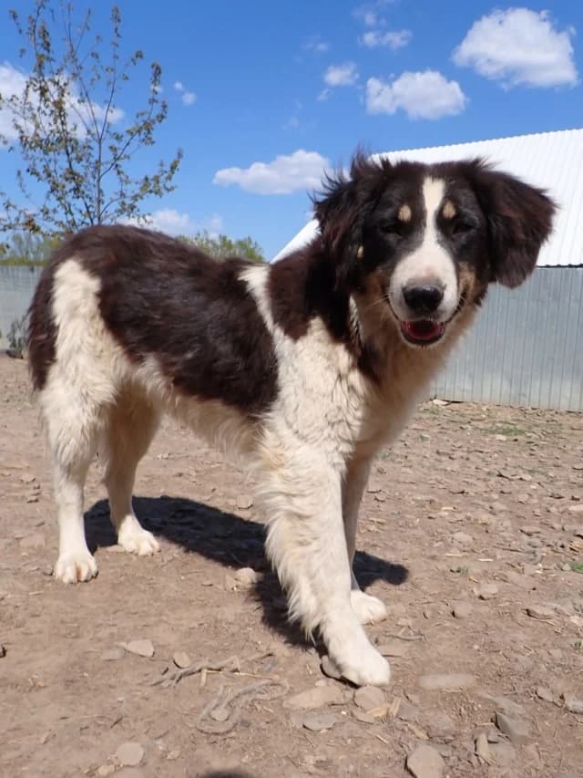 Persil, male young Mixed Breed for adoption at Remember Me France