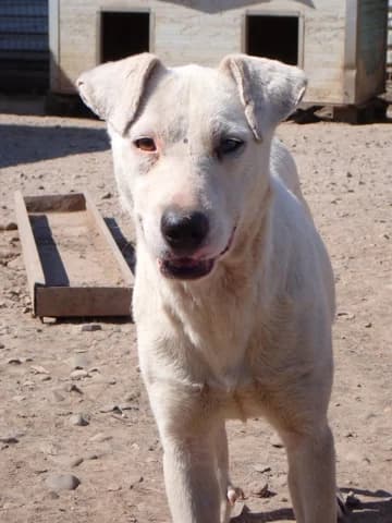 Laponie, Mixed Breed (Remember Me France)