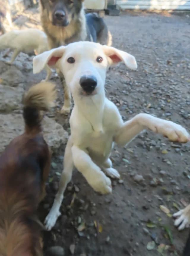 Laponie, female puppy Mixed Breed for adoption at Remember Me France