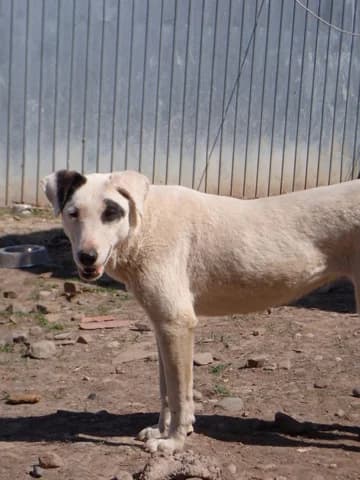 Etna, female young Mixed Breed for adoption at Remember Me France