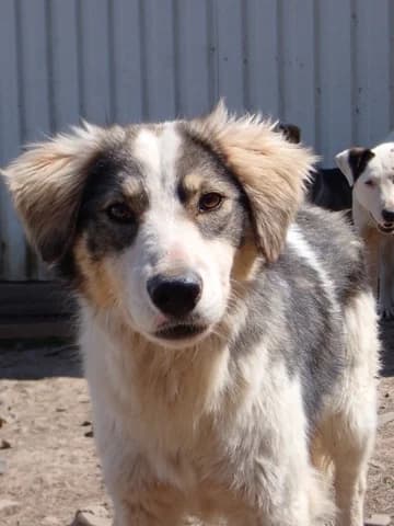 Gachette, female young Mixed Breed for adoption at Remember Me France
