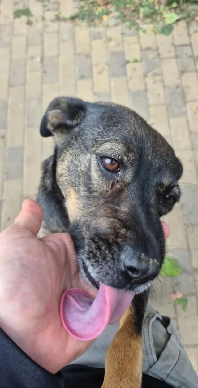 Zelia, Mixed Breed (Remember Me France)