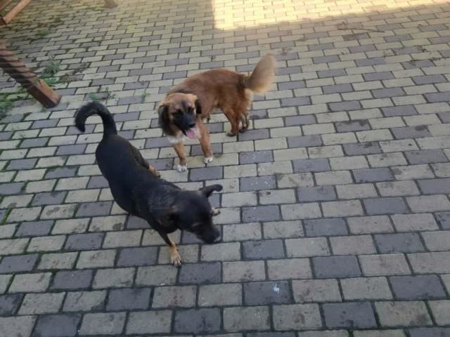 Zelia, female young Mixed Breed for adoption at Remember Me France