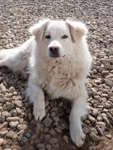 Rodri, Mixed Breed (Remember Me France)
