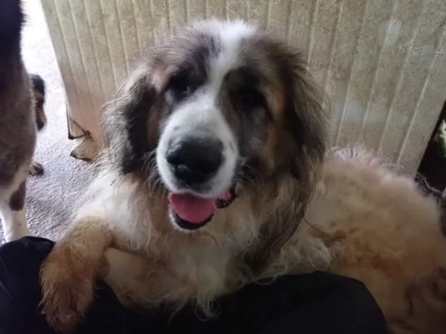 Beethoven, male young Mixed Breed for adoption at Remember Me France