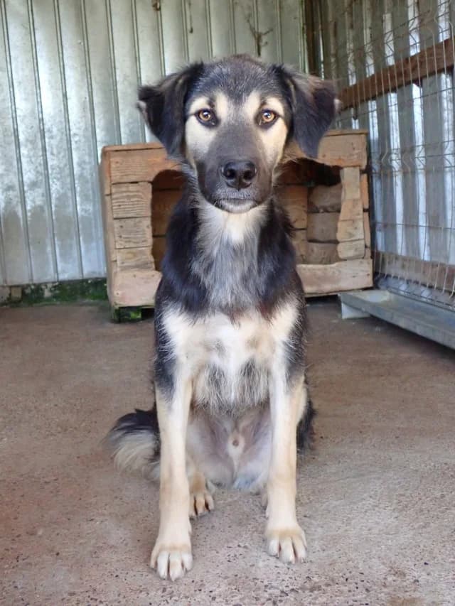 Sinclair, male young Mixed Breed for adoption at Remember Me France
