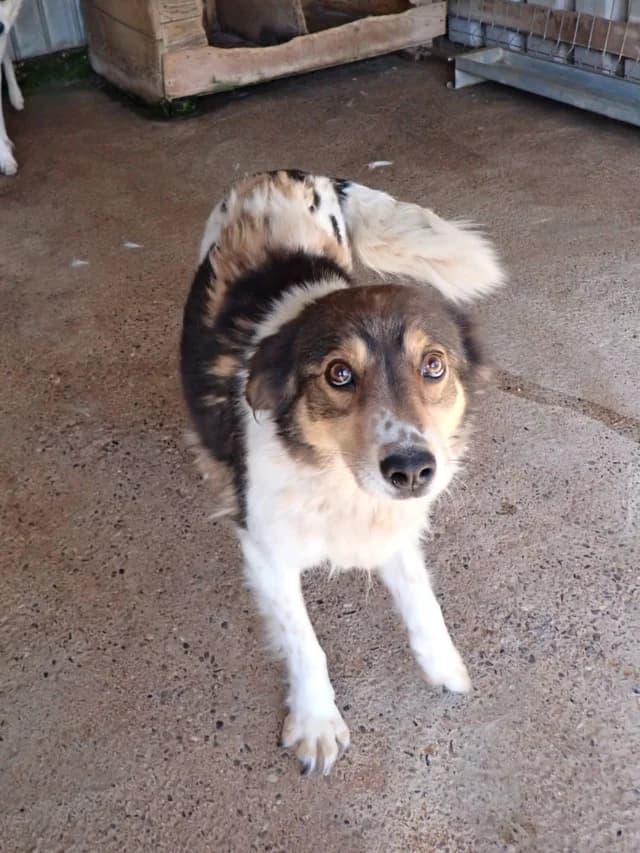 Sadjy, female young Mixed Breed for adoption at Remember Me France