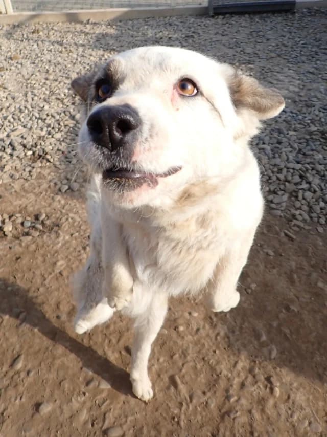 Shiny, female young Mixed Breed for adoption at Remember Me France