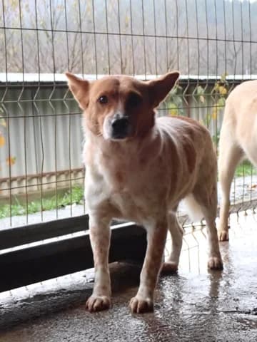 Bilbao, male young Mixed Breed for adoption at Remember Me France