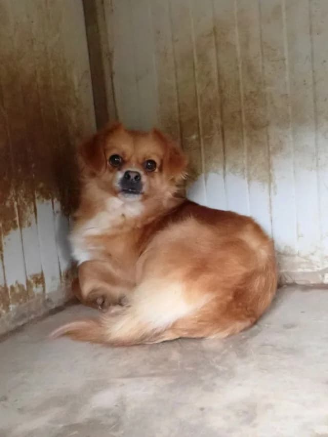 Zigoto, male young Mixed Breed for adoption at Remember Me France