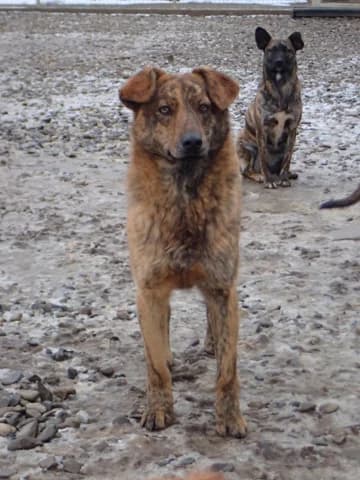 Rami, male young Mixed Breed for adoption at Remember Me France