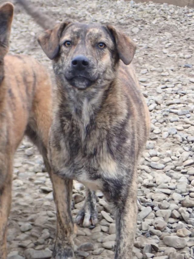 Tarot, male young Mixed Breed for adoption at Remember Me France