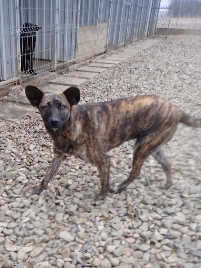 Belote, female young Mixed Breed for adoption at Remember Me France