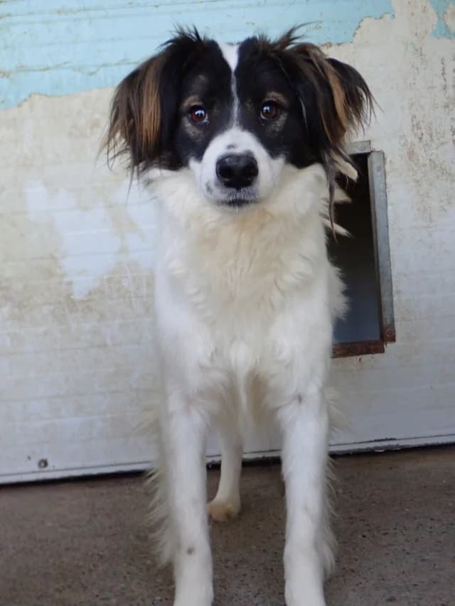 Darell, male young Mixed Breed for adoption at Remember Me France