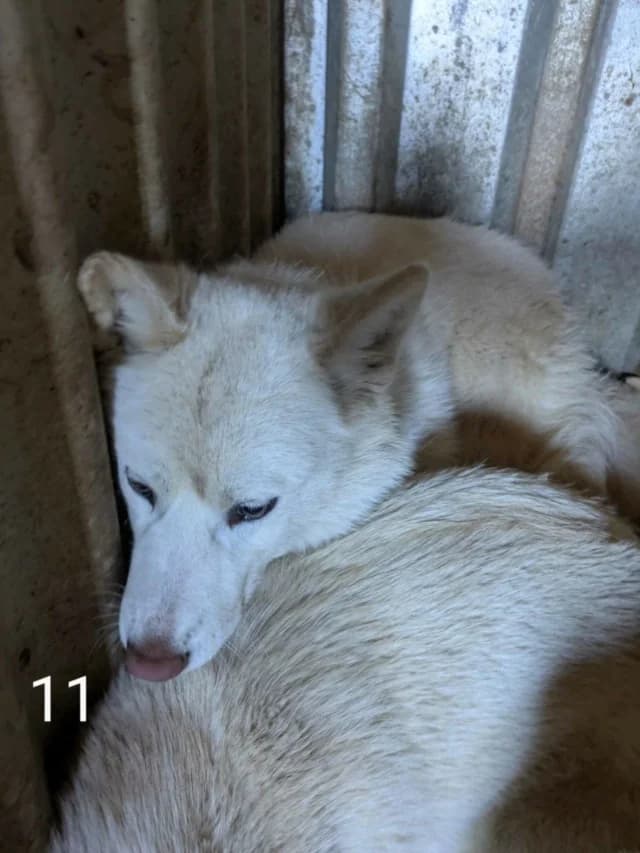 Celestine, female young Mixed Breed for adoption at Remember Me France