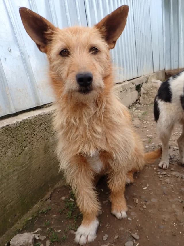 Ratcha, female puppy Mixed Breed for adoption at Remember Me France