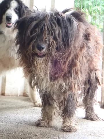 Otto, male young Mixed Breed for adoption at Remember Me France