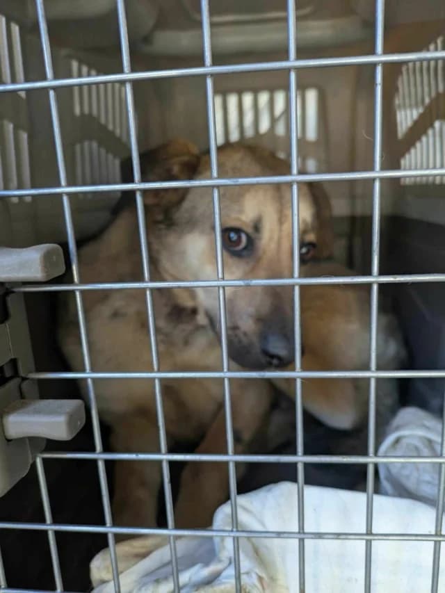 Estevan, male Mixed Breed for adoption at Remember Me France