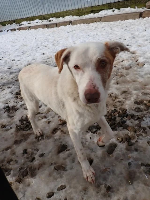 Galak, male young Mixed Breed for adoption at Remember Me France
