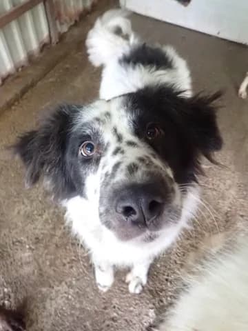 Funny, female 5yo Mixed Breed for adoption at Remember Me France