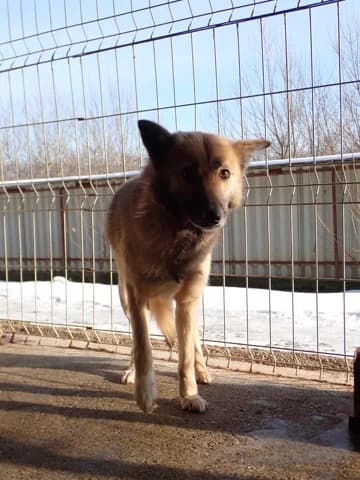 Wolfie, female young Mixed Breed for adoption at Remember Me France