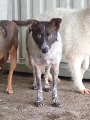 Ellie, female 4yo Mixed Breed for adoption at Remember Me France