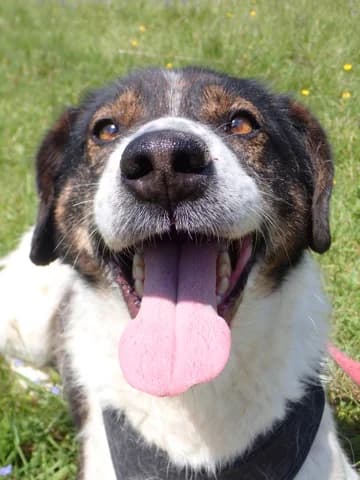 Peanuts, male puppy Mixed Breed for adoption at Remember Me France