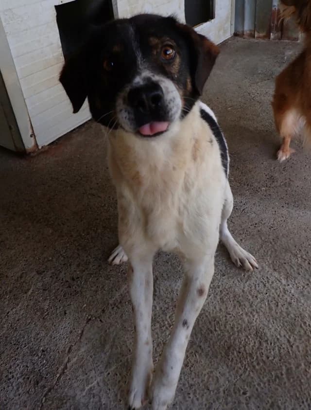 Peanuts, male puppy Mixed Breed for adoption at Remember Me France
