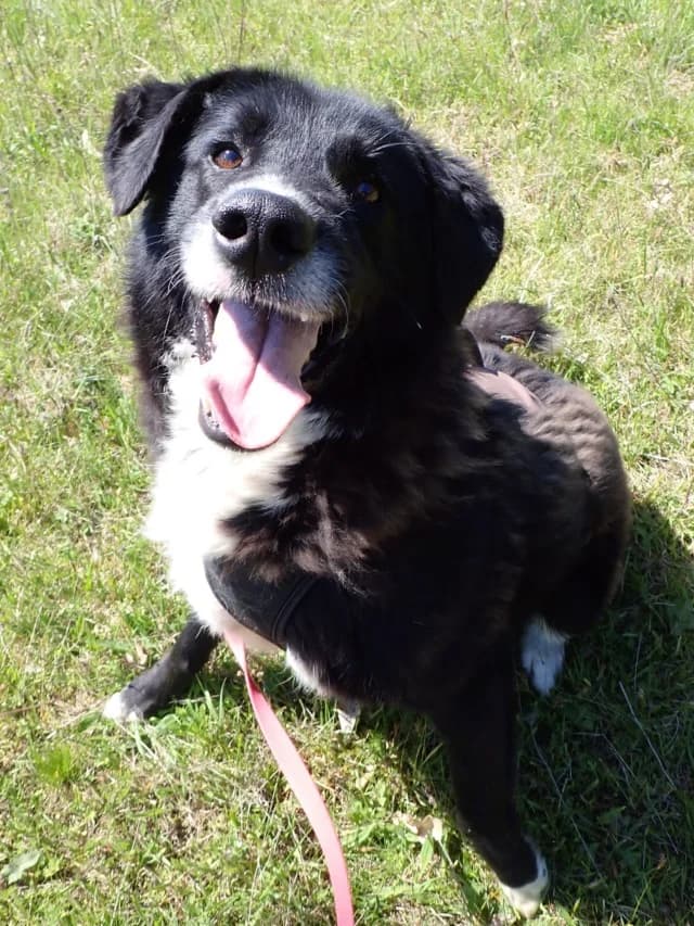 Philo, male puppy Mixed Breed for adoption at Remember Me France