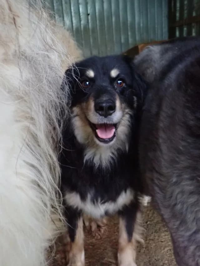 Shilow, female 7yo Mixed Breed for adoption at Remember Me France
