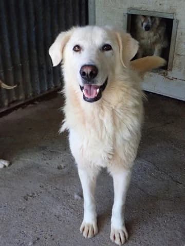 Telemaque, female young Mixed Breed for adoption at Remember Me France