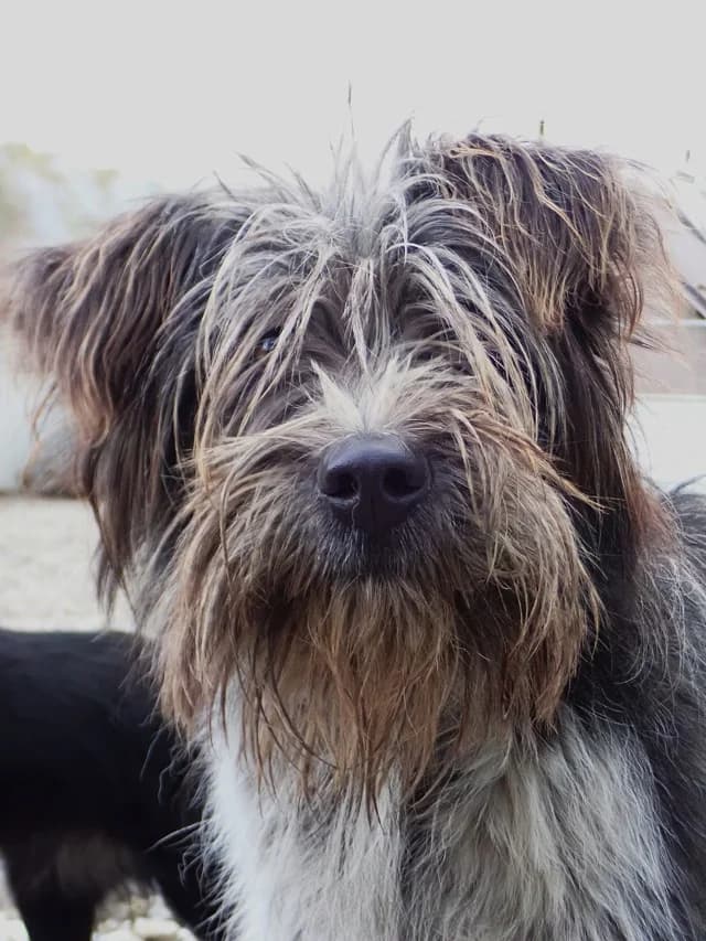 Tosca, female young Mixed Breed for adoption at Remember Me France