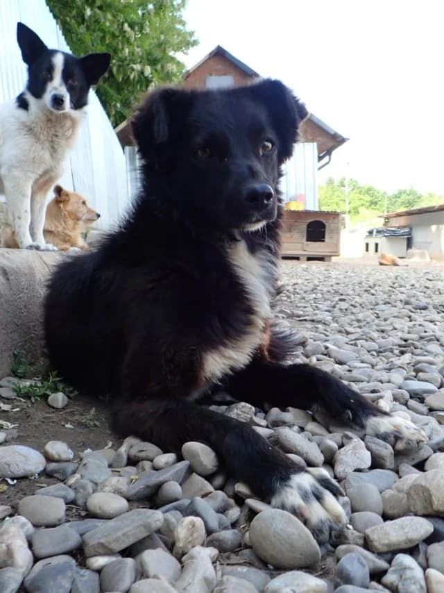 Talonne, female young Mixed Breed for adoption at Remember Me France