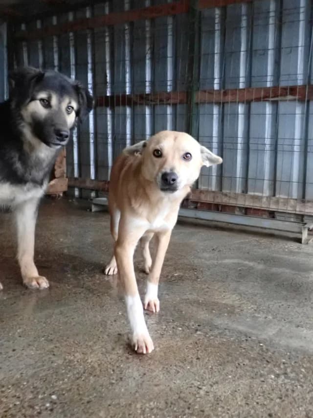 Vermeille, female young Mixed Breed for adoption at Remember Me France