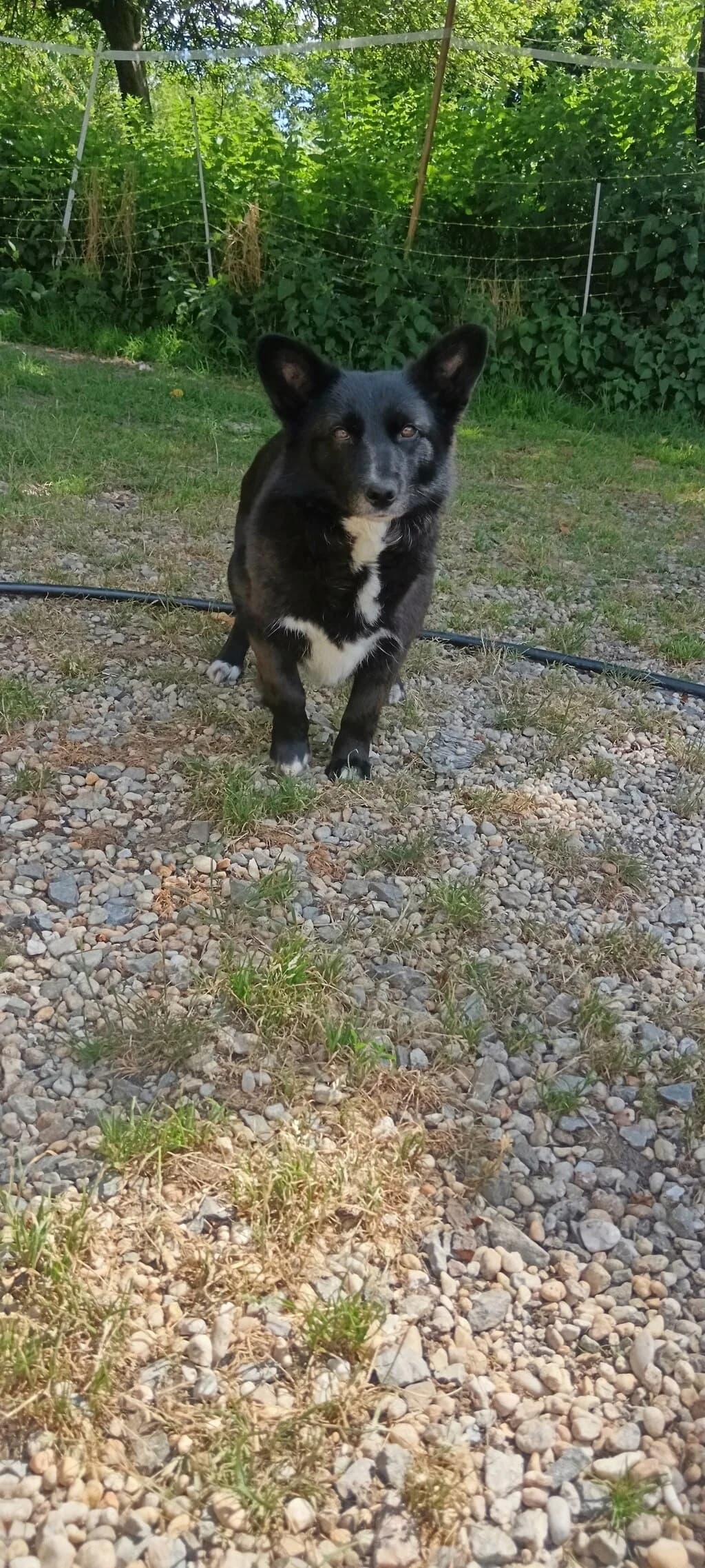 Vitae, female young Mixed Breed for adoption at Remember Me France