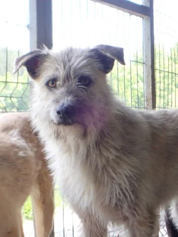 Japsy, female young Mixed Breed for adoption at Remember Me France